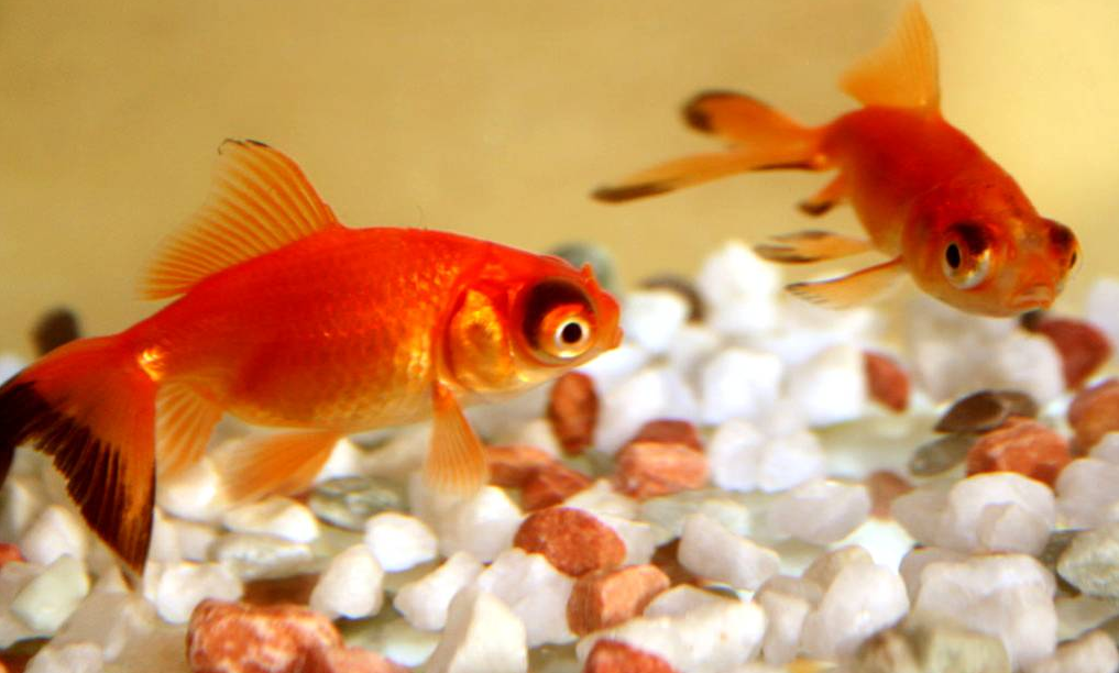 養(yǎng)金魚真的能夠除甲醛嗎？