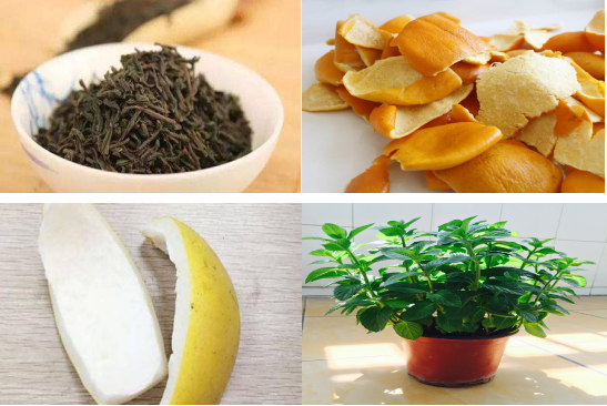 除醛有新招，槐花竟然可以除甲醛？