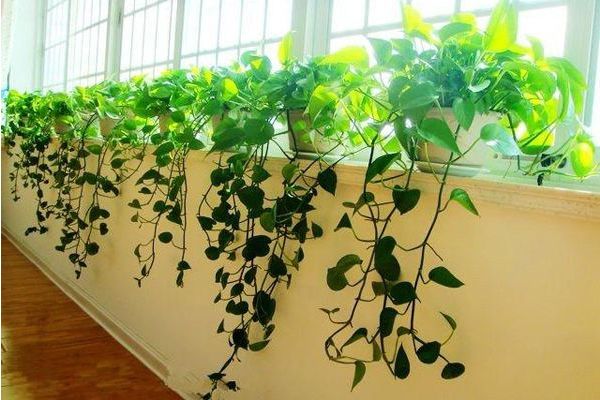 植物除甲醛